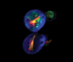 image of yeast cells stained using the LIVE/DEAD® Yeast Viability Kit
