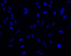 Cells stained with DAPI