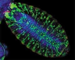 Drosophila melanogaster embryo staining