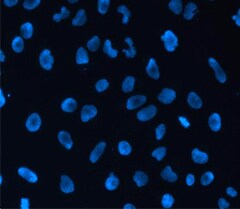 U2OS live-cell staining