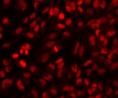 Cells stained with SYTO® 82