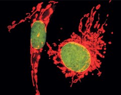 multicolor staining of BPAE cells