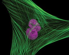 multicolor staining of a muntjac fibroblast cell