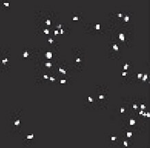 Image of valinomycin-treated cells labeled with the Image-iT DEAD Green Kit reagents