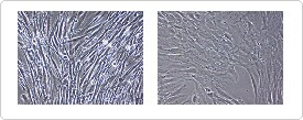 human cell culture
