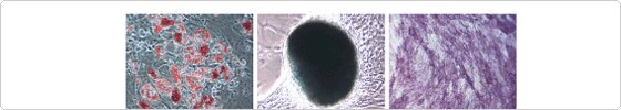 human cell culture
