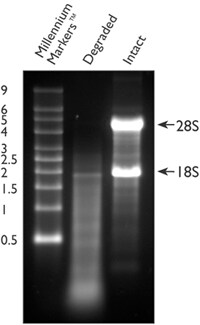 Intact vs. Degraded RNA