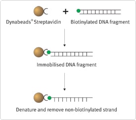 Single Stranded DNA Graph