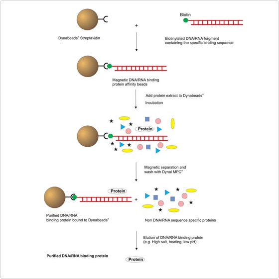 Biotin Diagram