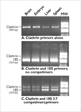  QuantumRNA™ Technology in Multiplex Quantitative RT-PCR using 18S rRNA as an Internal Control