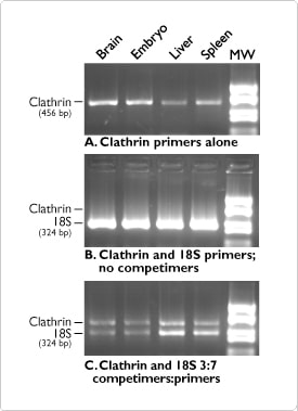 Multiplex Quantitative RT-PCR with Gene Specific Relative RT-PCR Kits.