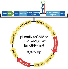 Image representing the new BLOCK-iT™ HiPerform™ Lentiviral POL II miR RNAi Expression System with EmGFP