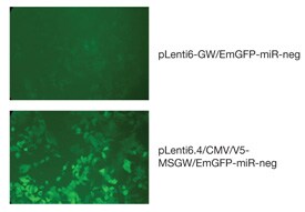 Comparison of fluorescence levels between pLenti6.4 constructs using the BLOCK-iT™ HiPerform™ Lentiviral POL II miR RNAi Expression System
