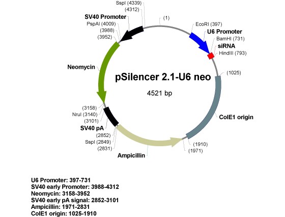 rnai epigenetics gene