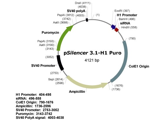 pSilencer™ 3.1-H1 puro Vector Map