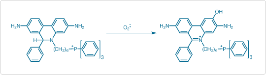 Oxidation of MitoSOX™ Red indicator to 2-hydroxy-5-(triphenylphosphonium)hexylethidium by superoxide (O2 –.)