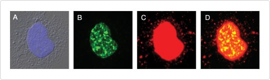 mtDNA synthesis visualized using Click-iT® EdU and signal amplification.