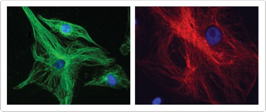 Effective conjugation of IgG antibody