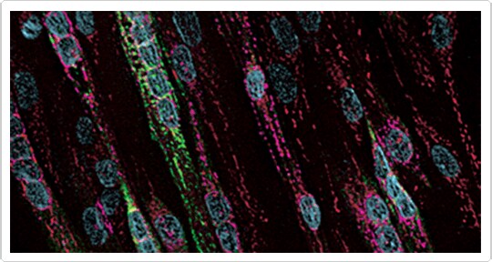 CellLight Reagents