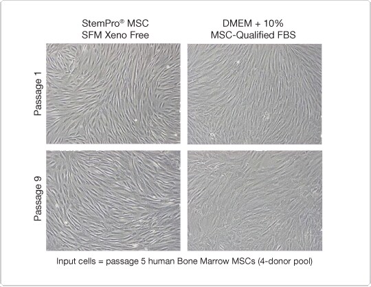 StemPro® MSC SFM XenoFree