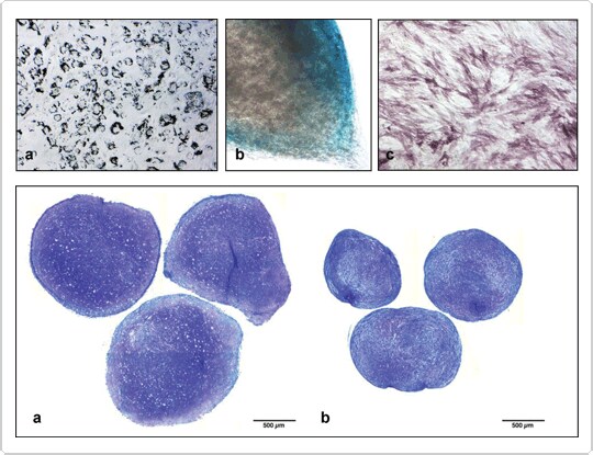 serum-free expanded human MSCs