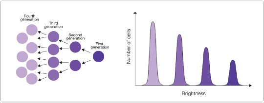 CellTrace™ Violet Cell Proliferation Kit