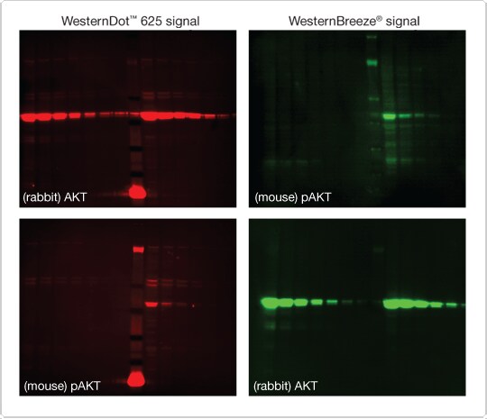 WesternDot™ 625 and WesternBreeze® protein detection