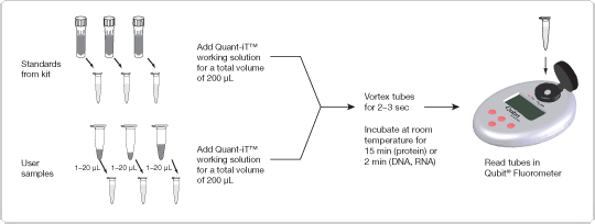 Workflow for Quant-iT™ assays with Qubit® Fluorometer