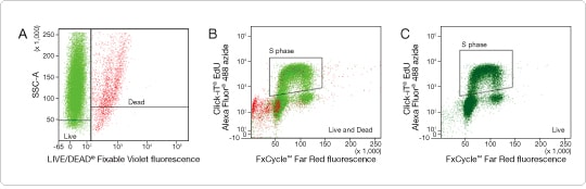 Dead cells can be identified after fixation and permeabilization