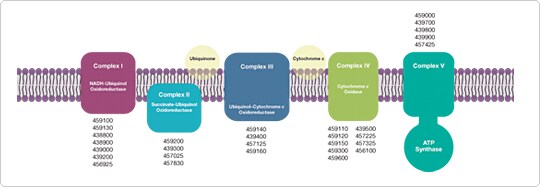 Major protein complexes of the oxidative phosphorylation (OxPhos) system