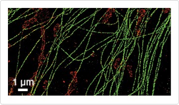 Two-color STORM image of microtubules and mitochondria