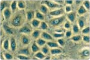 Polygonal epithelial cells on a contrasting substrate