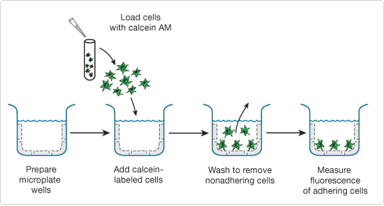 Vybrant Cell Adhesion Assay Kit