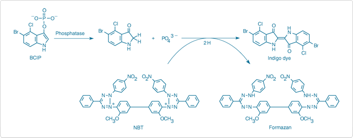 Enzyme-linked detection 