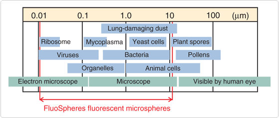 FluoSpheres Microsphere