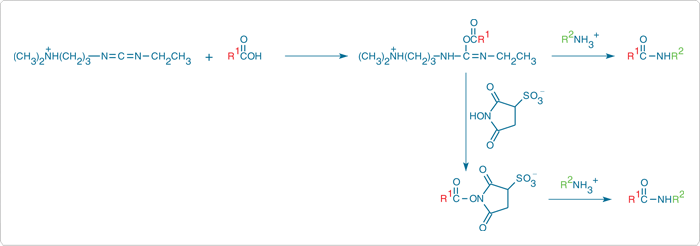N-hydroxysulfosuccinimide 
