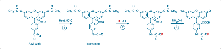 Diacetate of fluorescein-5-carbonyl azide 
