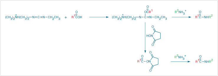 Stabilization of an unstable O-acylisourea