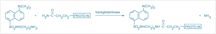 Transglutaminase-mediated labeling