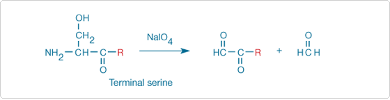 Sodium periodate oxidation of an N-terminal serine