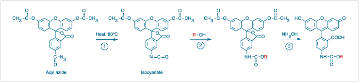 Derivatization of an alcohol using the diacetate of fluorescein-5-carbonyl azide