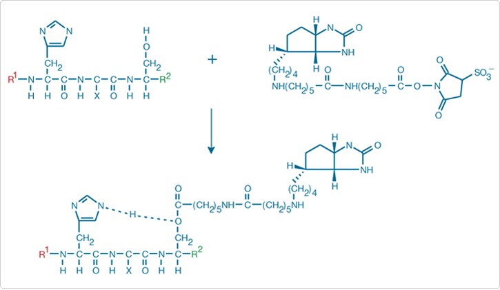 Nucleophilic attack of serine on the carbonyl group