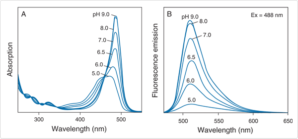 pH dependent spectra of fluorescein