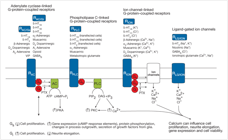 Neurotransmitter receptors 