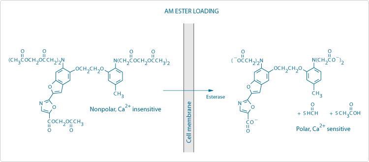 Loading cells using membrane-permeant acetoxymethyl (AM) ester derivatives of fluorescent indicators