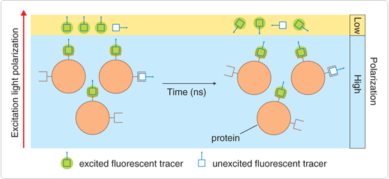 Fluorescence polarization assays