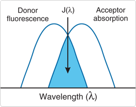 Schematic-FRET