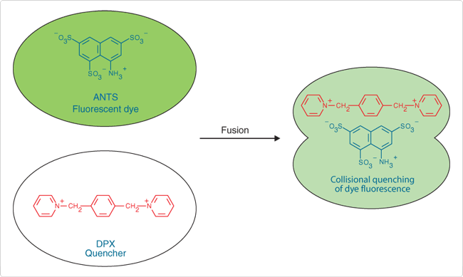 DPX-Vesicle Fusion Assay