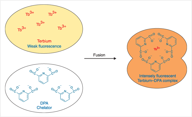 Terbium/dipicolinic acid (DPA)