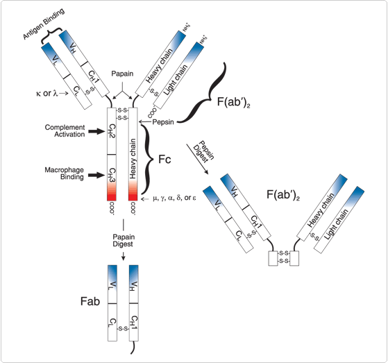 Antibody molecule